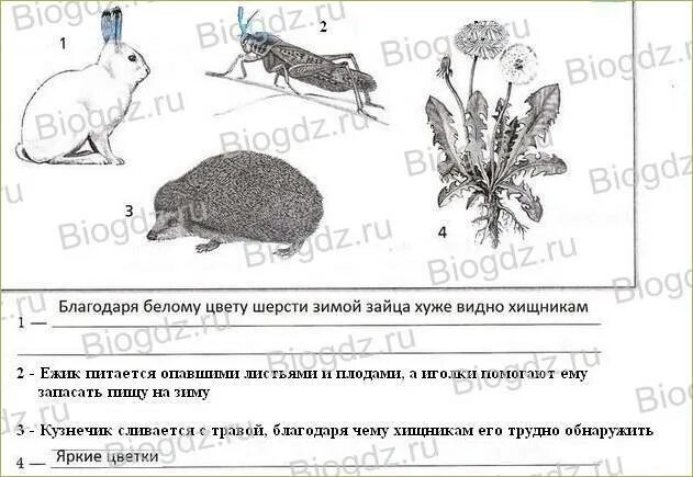 Рассмотрите животных на картинках выявите какие приспособления 19. Приспособления организмов к жизни в природе (Страницы 53,54,55) - Рабочая те