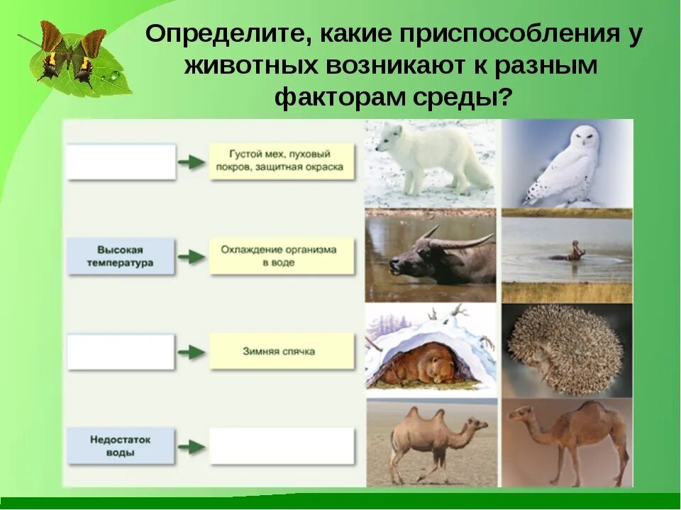 Рассмотрите животных на картинках выявите какие приспособления Картинки ПРИСПОСОБЛЕНИЕ ЖИВОГО ОРГАНИЗМА К ОКРУЖАЮЩЕЙ СРЕДЕ