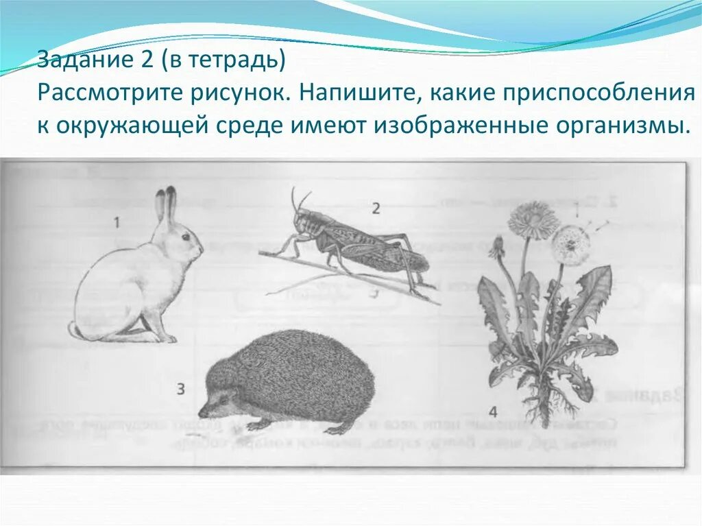 Рассмотрите животных на картинках выявите какие приспособления Рассмотрите рисунок выберите из предложенного списка: найдено 84 изображений