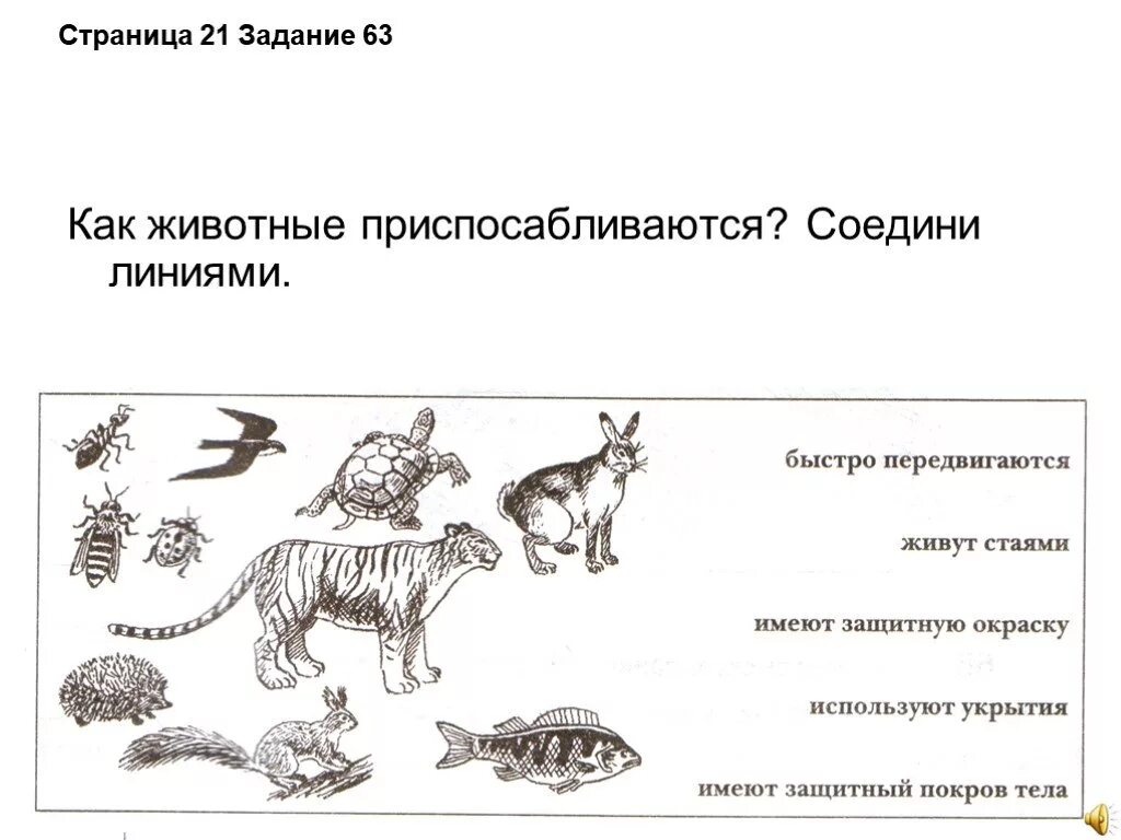 Рассмотрите животных на картинках выявите какие приспособления Конспект урока "Как животные приспосабливаются к условиям жизни"