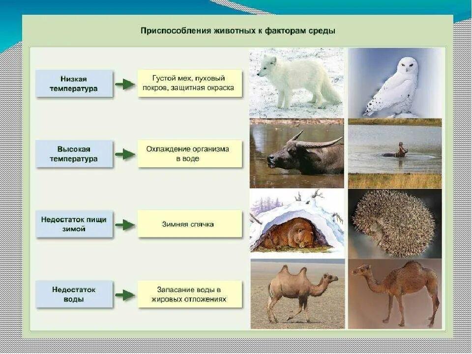 Рассмотрите животных на картинках выявите какие приспособления Dykumos drugelių tyrinėjimas: stebinantys atradimai ir nežinomos rūšys