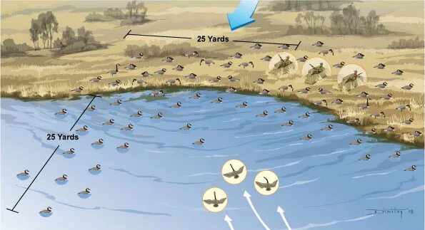 Расстановка гусиных чучел на поле осенью схема Как добыть гуся? Делимся опытом. Советы и наставления.
