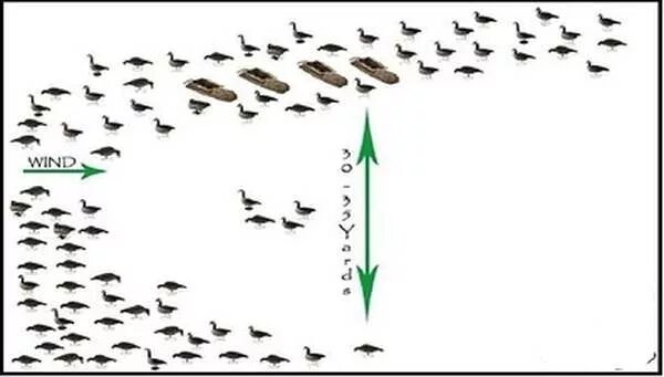 Расстановка гусиных чучел на поле осенью схема Как расставить профиля на гуся