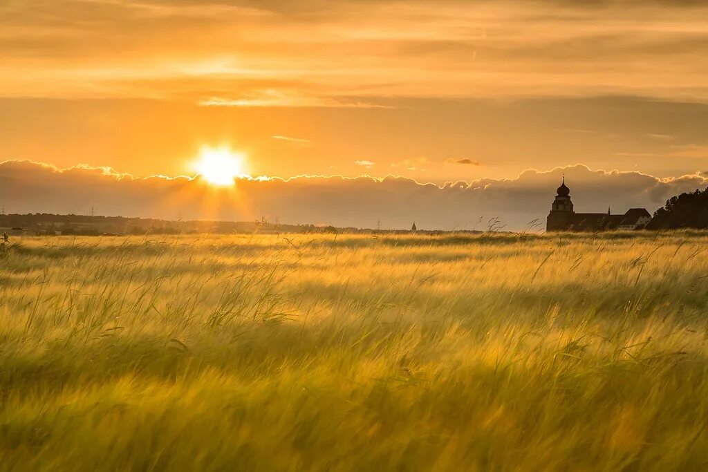 Рассвет поле фото golden fields hier hatte ich meinen neuen 1,2 hart Verlauf. Flickr