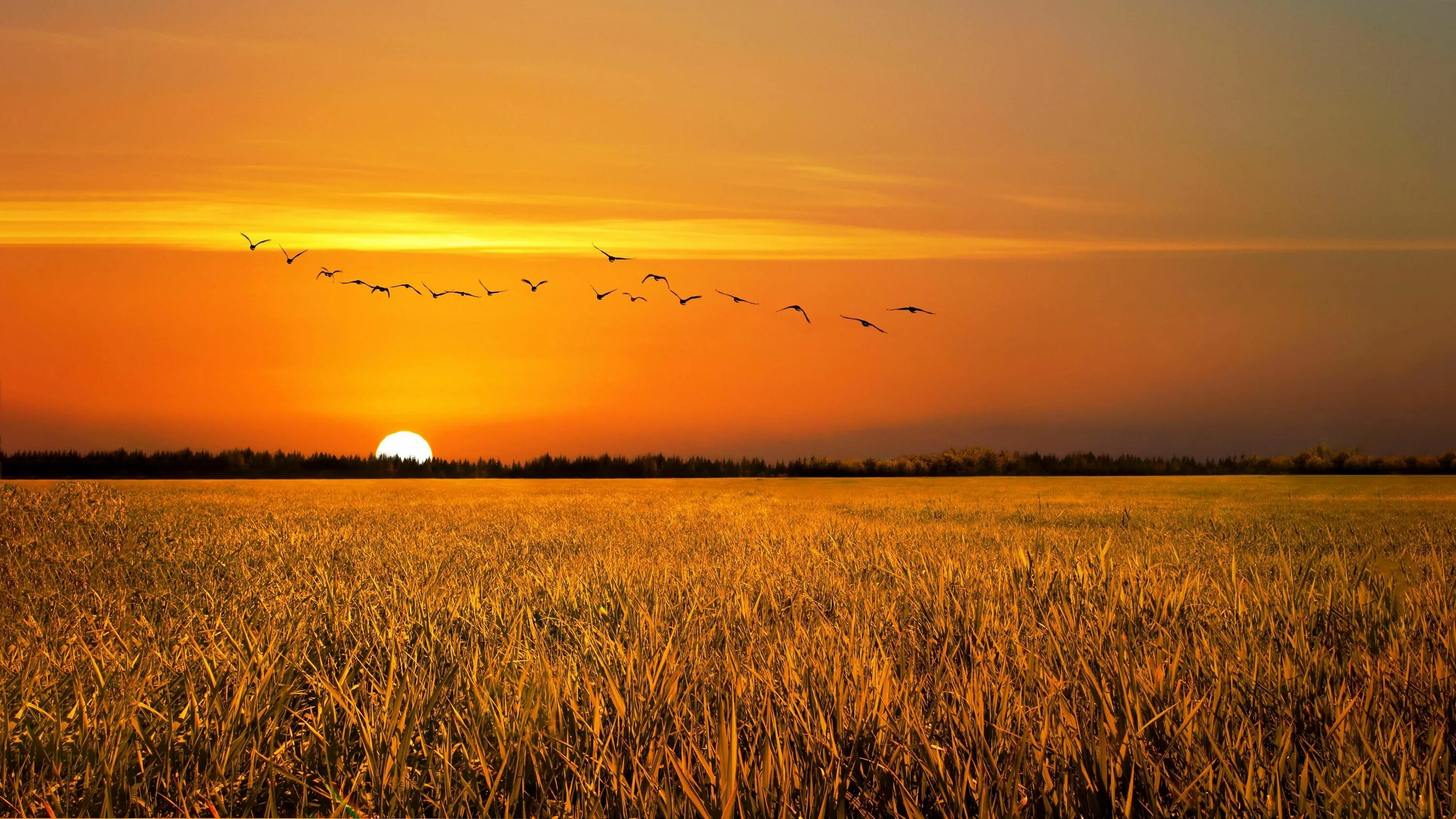 Рассвет поле фото #grassland #grass #morning red sky at morning red sky orange sunrise #meadow ora