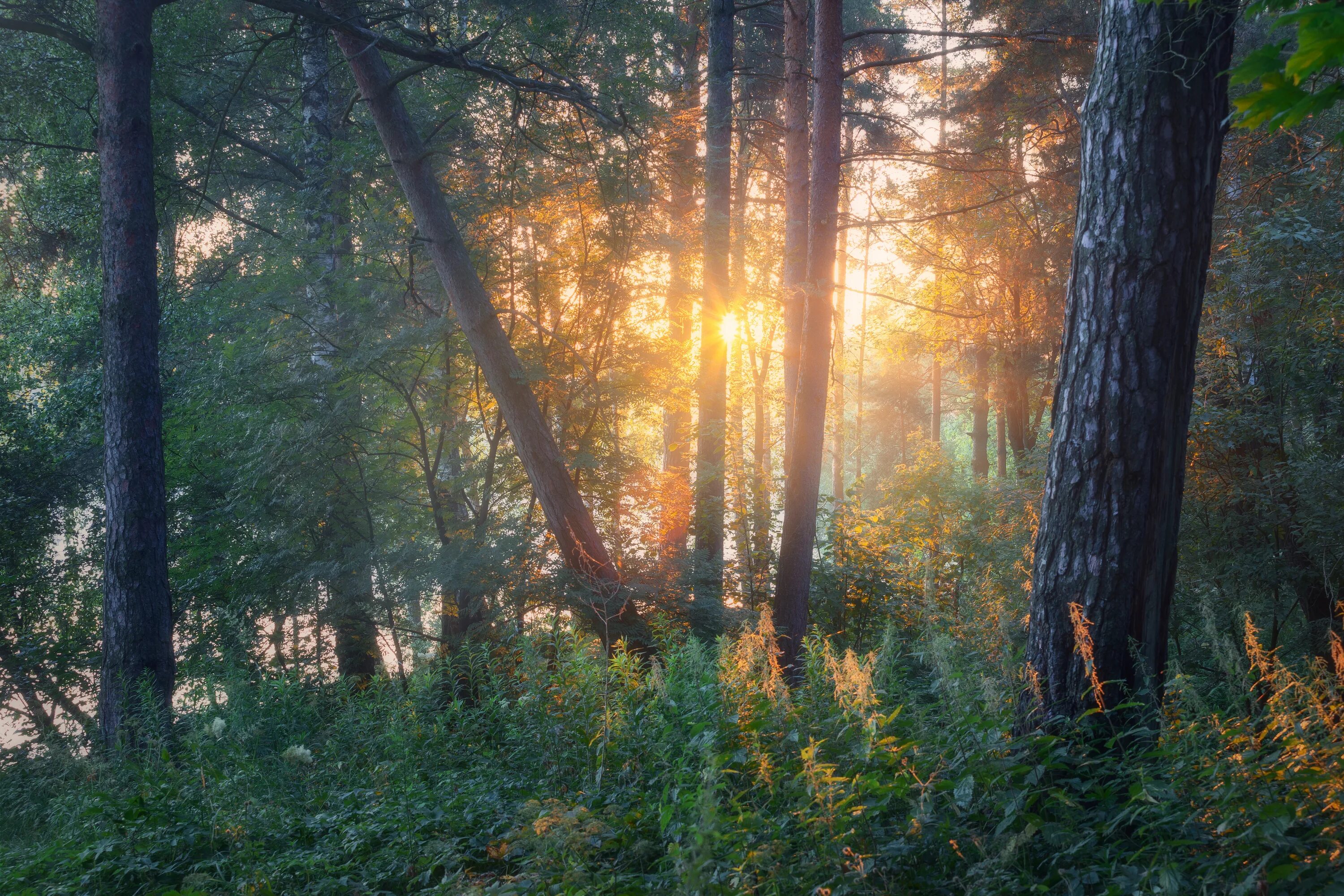 Рассвет в лесу фото Рассвет в лесу. Photographer Martinenko Dmitriy