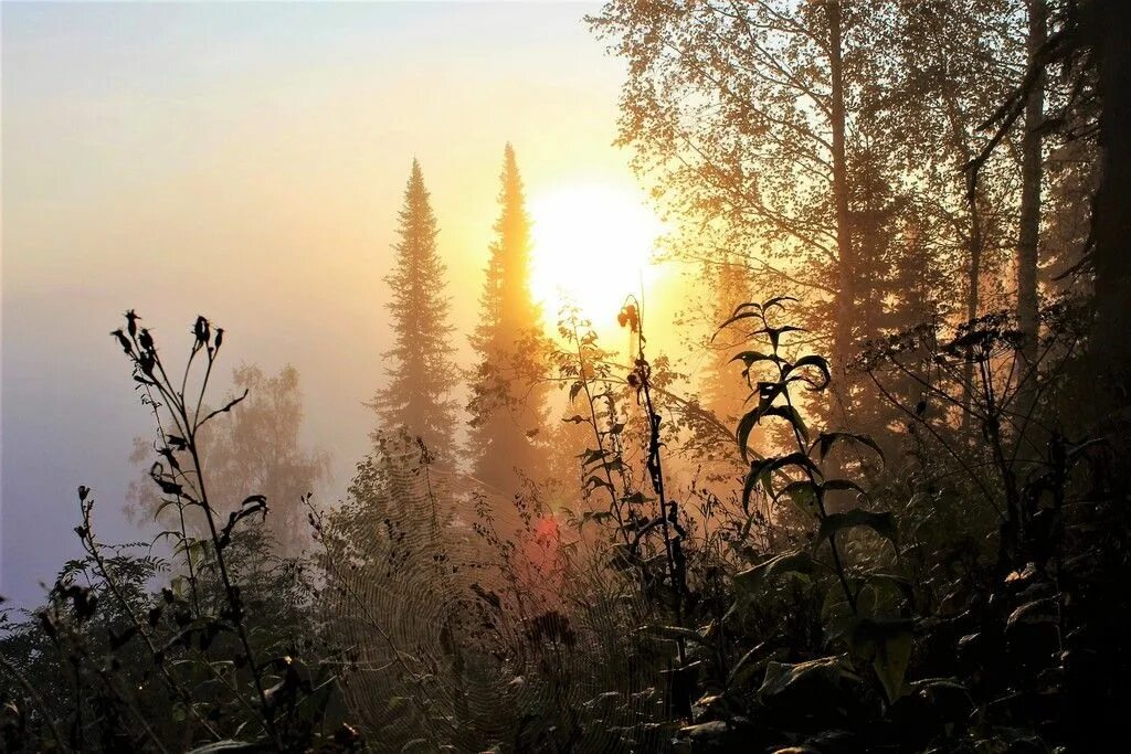 Рассвет в лесу фото Pin by татьяна чаленко on flowers Celestial, Outdoor, Celestial bodies