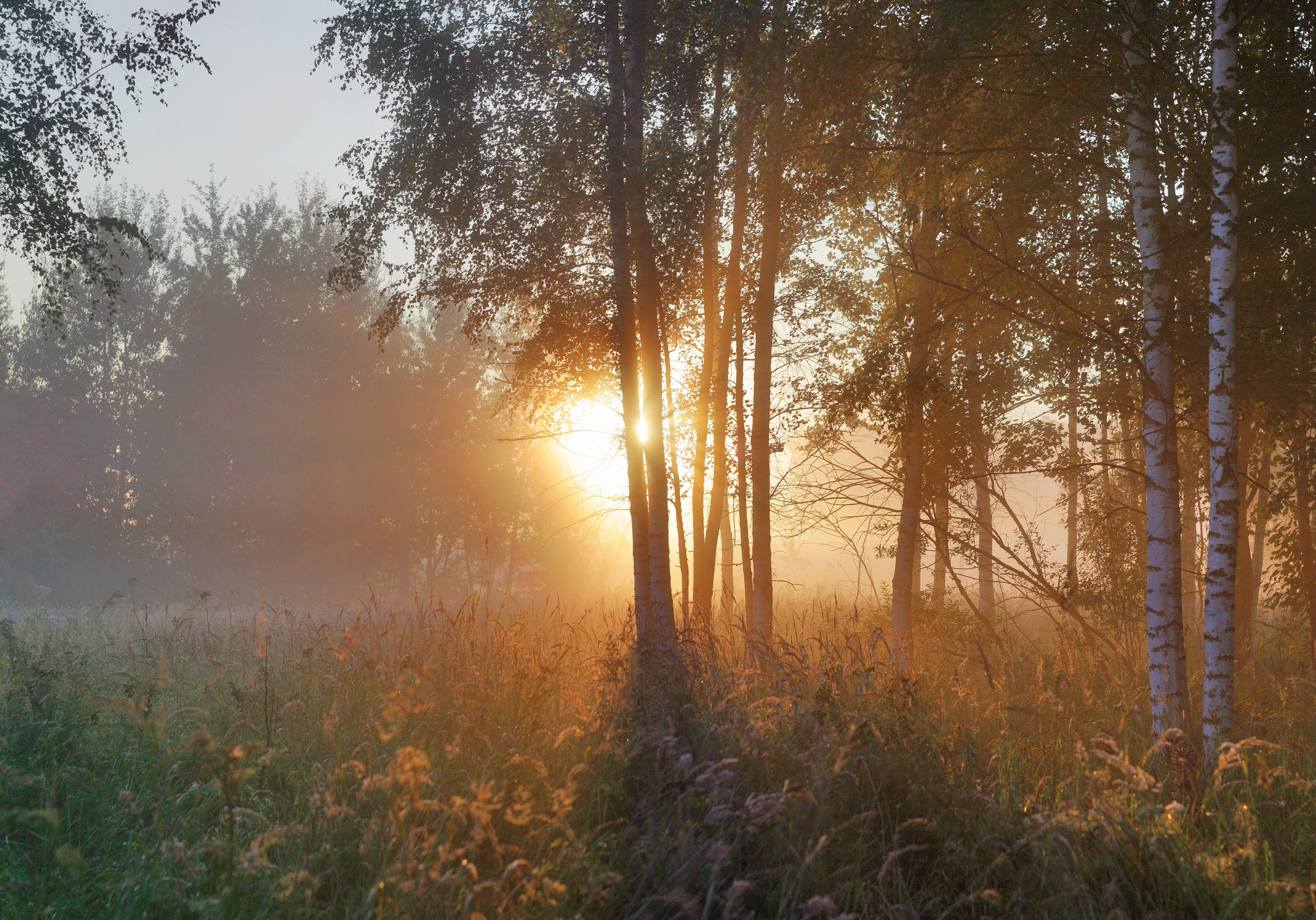 Рассвет в лесу фото Восход.. Photographer Svistkov Aleksandr