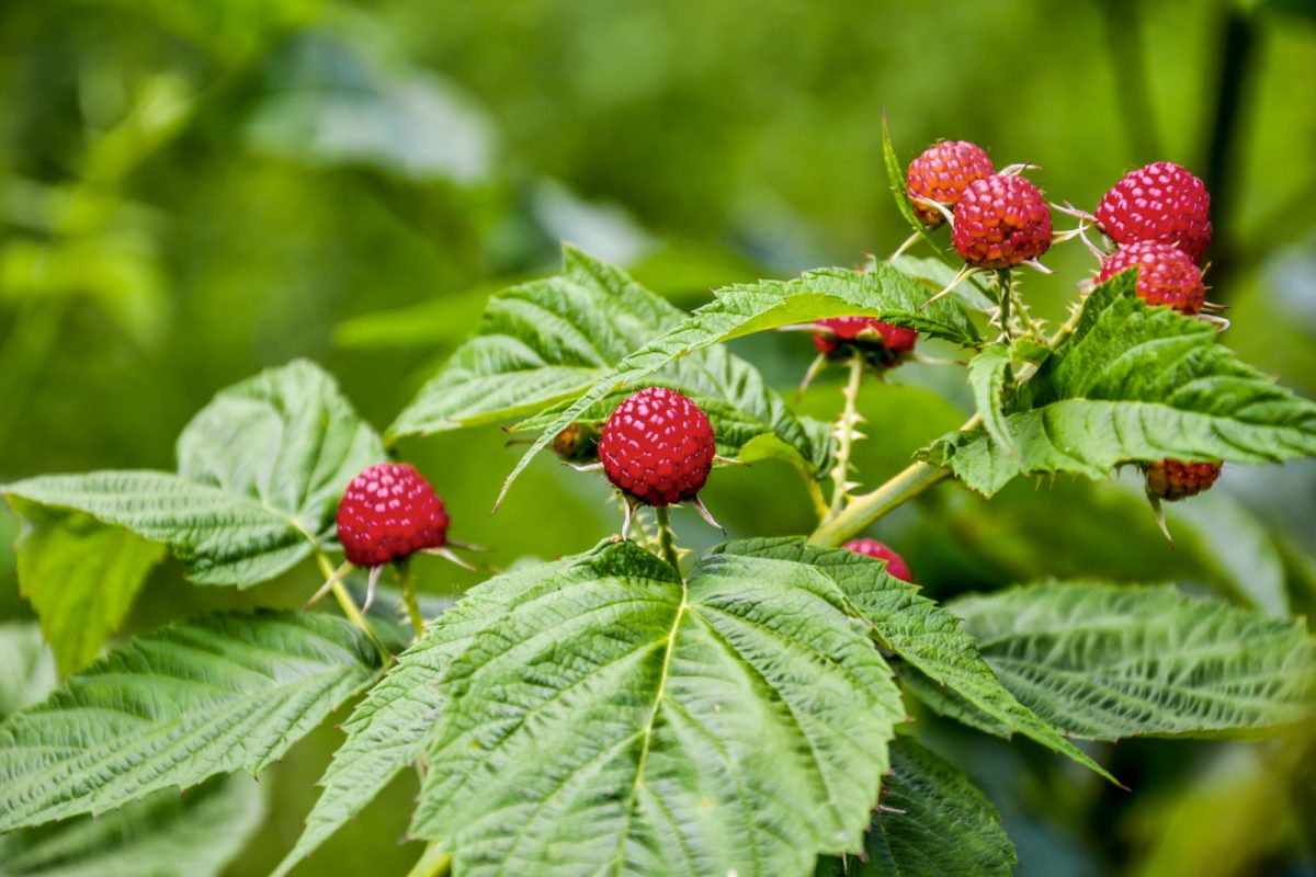 Рассыпуха на малине фото 15 Best Raspberry Companion Plants & Some Plants To Avoid