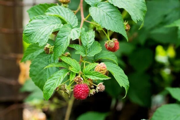 Рассыпуха на малине фото страница 12 Raspberry Plant Изображения - скачать бесплатно на Freepik