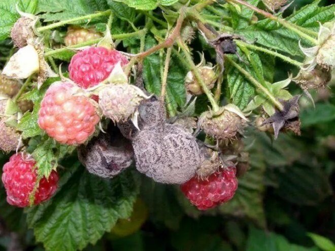 Рассыпуха на малине фото Чем обработать малину от болезней и вредителей Growing raspberries, Raspberry pl