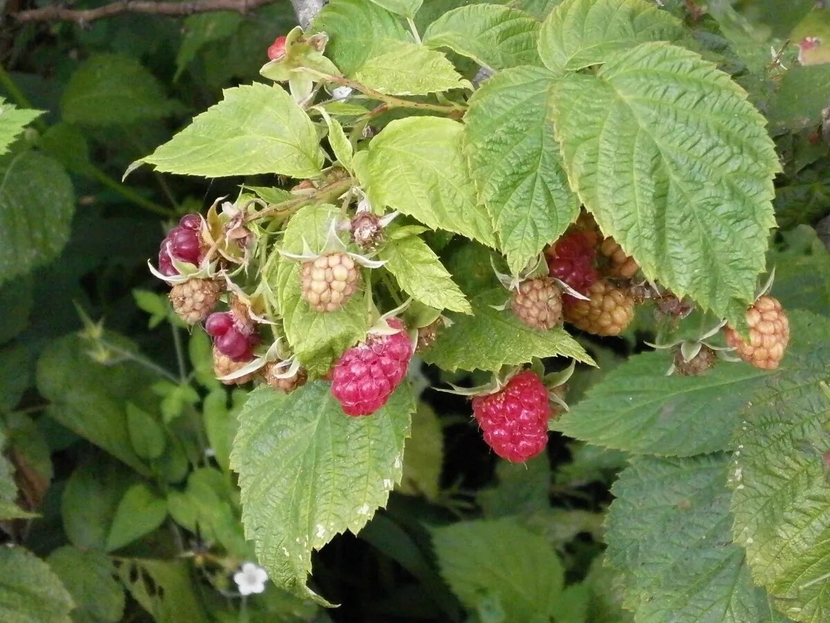 Рассыпуха на малине фото Free Images : fruit, berry, flower, food, herb, produce, shrub, viburnum, brambl