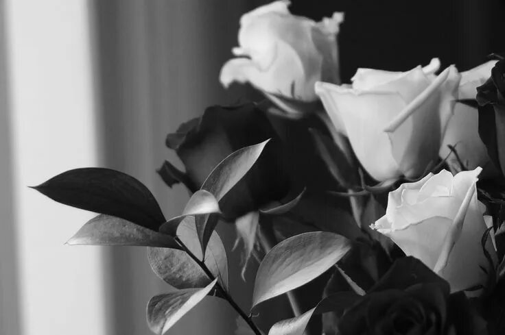 Расцветка черно белых фото New free stock photo of black-and-white flowers petals #freebies #FreeStockPhoto