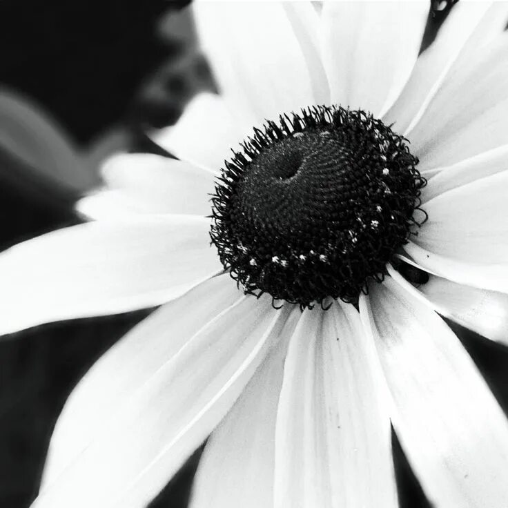 Расцветка черно белых фото Black and white flower. Photography by Aubree. Oklahoma. Black and white picture