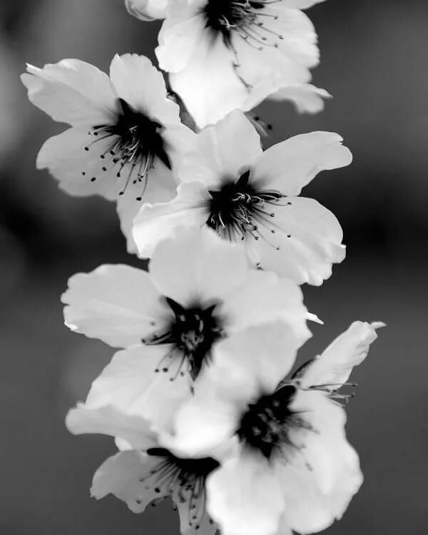 Расцветка черно белых фото Untitled Black and white flowers, Black and white drawing, White photography