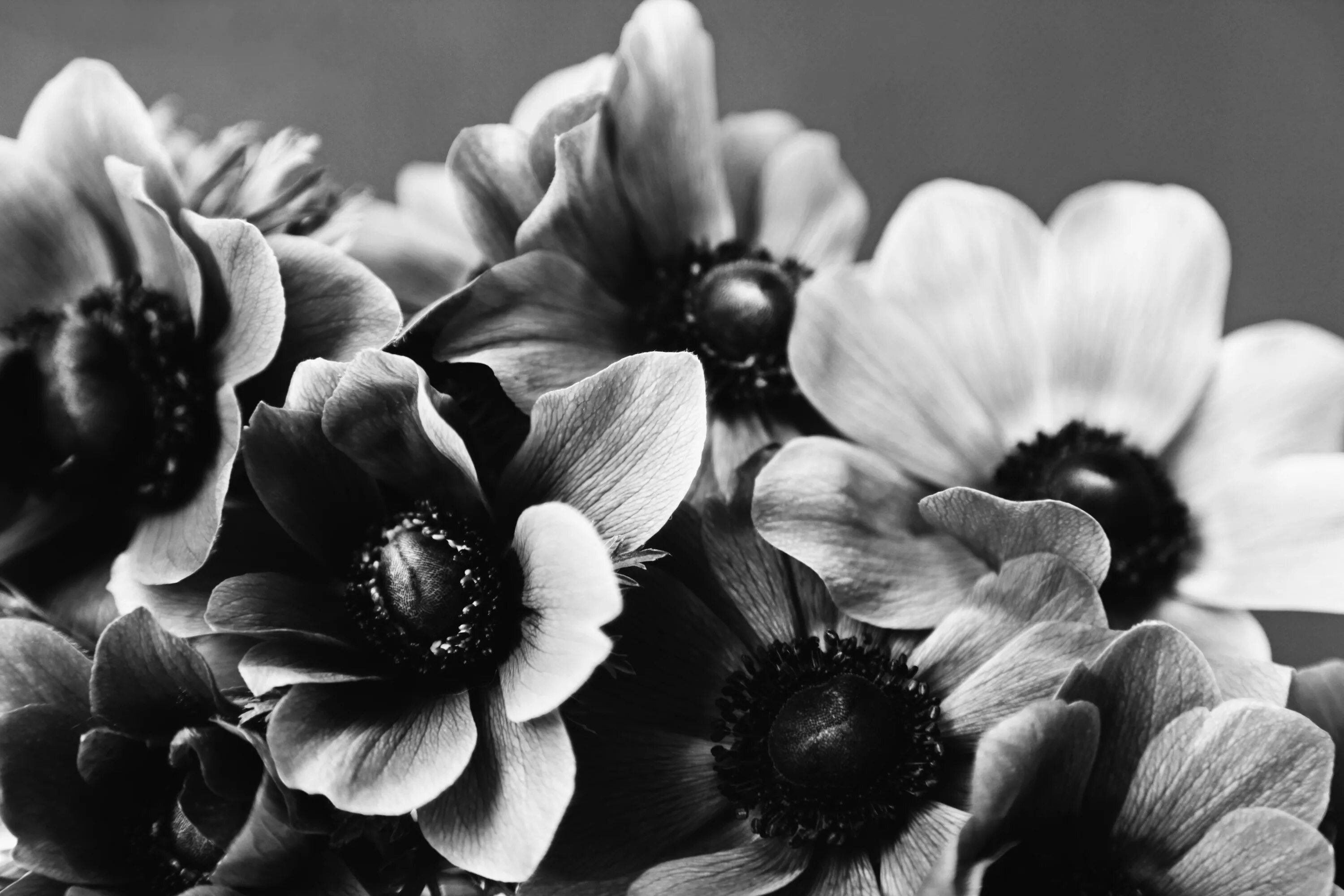 Расцветка черно белых фото Free Images : anemone, flower, flowers, bouquet, black white, black and white, f