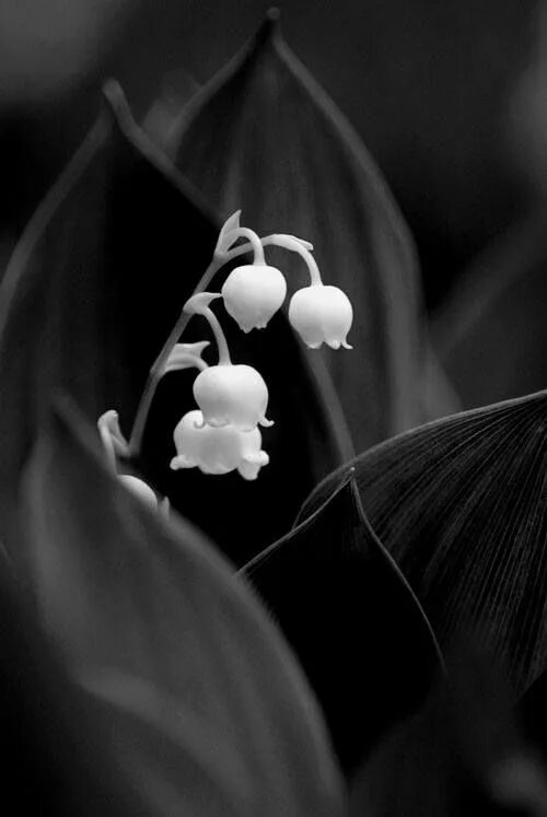 Расцветка черно белых фото Pin by Shel Slater on Black & white Black and white flowers, Black and white pic