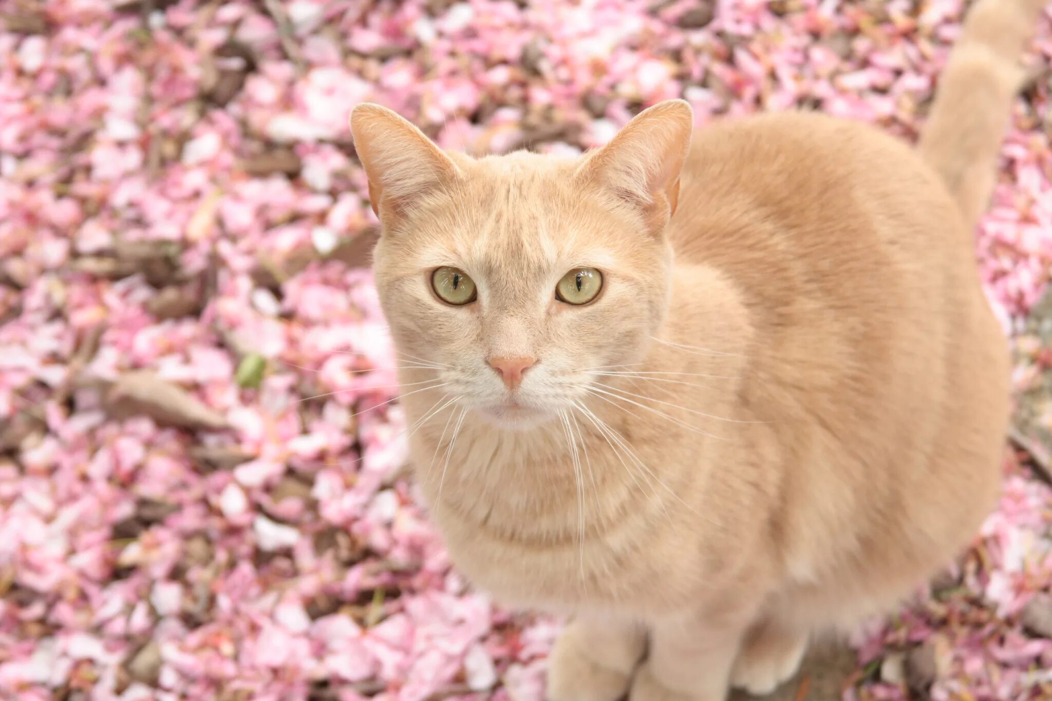 Расцветка кошек фото Wallpaper : cat, red, petals, blur 2048x1365 - - 998692 - HD Wallpapers - WallHe