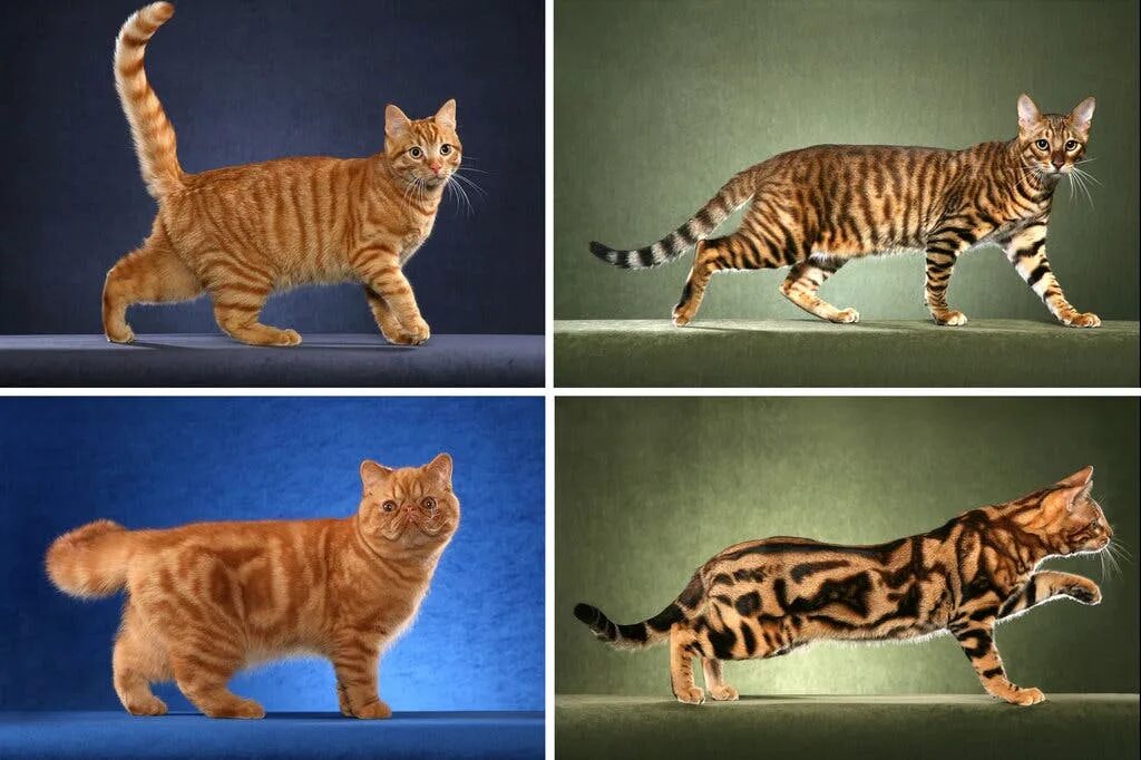 Расцветка кошек фото Cats' Stripes and Spots Are Tracked to a Gene - The New York Times