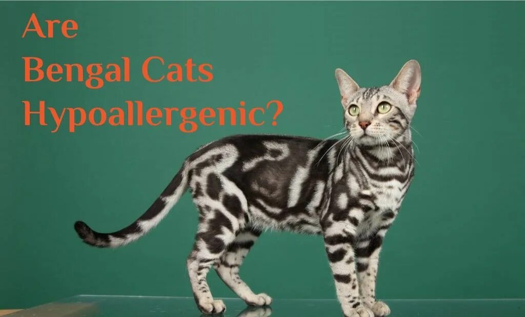 Расцветка кошек фото Cat Allergies - Are Bengal Cats Hypoallergenic? Bengal cat, Cat allergies, Cats