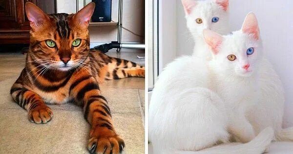 Расцветка котов фото 请 稍 等.正 在 进 入... Cat breeds, Cats, Cat species