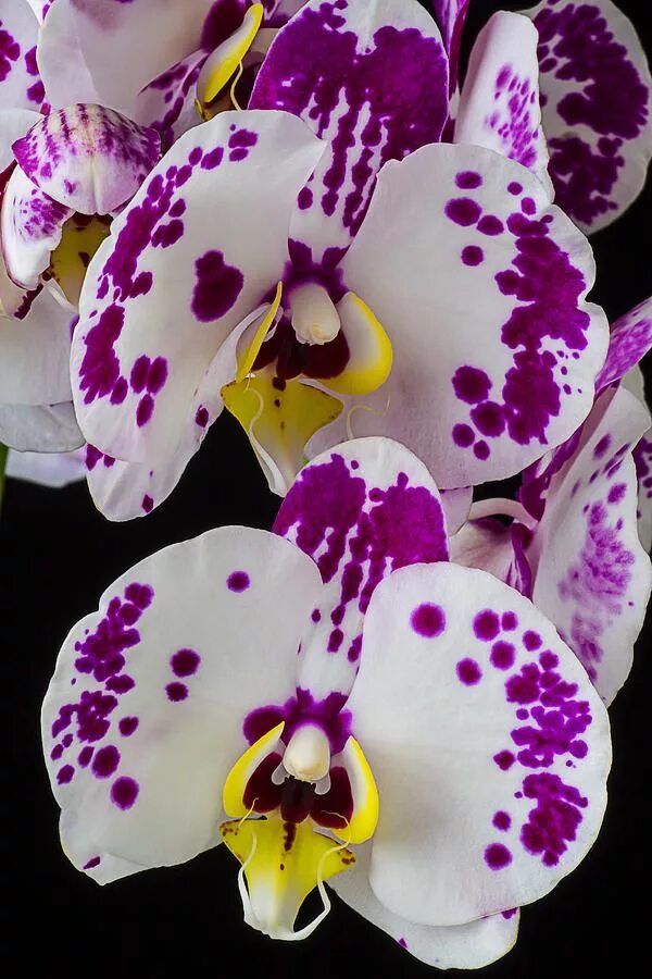 Расцветка орхидеи фото Pin on Orchids