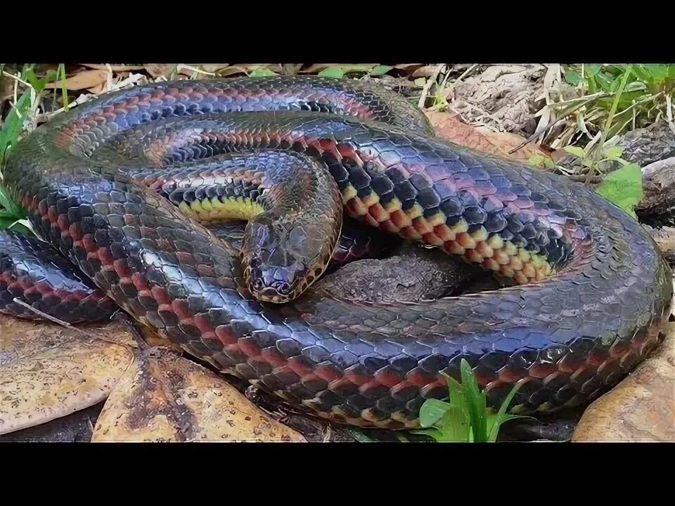 Расцветка змей фото 4 important facts about snakes flying snakes reality Reality of snakes in subcon