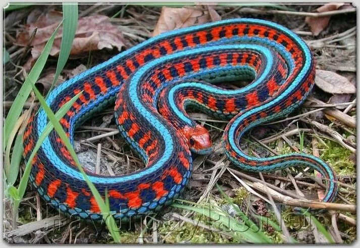 Расцветка змей фото окрасы змей WISHLIST.RU все желания #yandeximages Garter snake, Snake, Beautiful