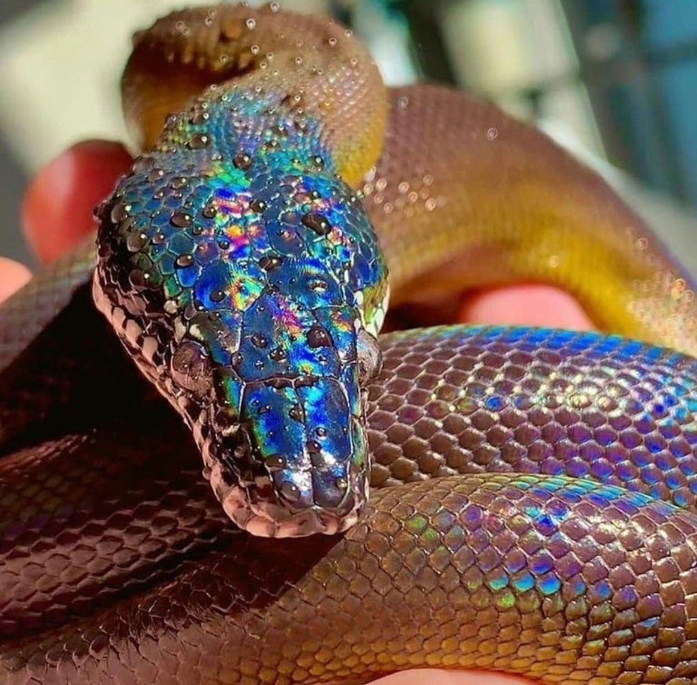 Расцветка змей фото Iridescent Sunbeam Sneks Cute reptiles, Rare animals, Pet snake