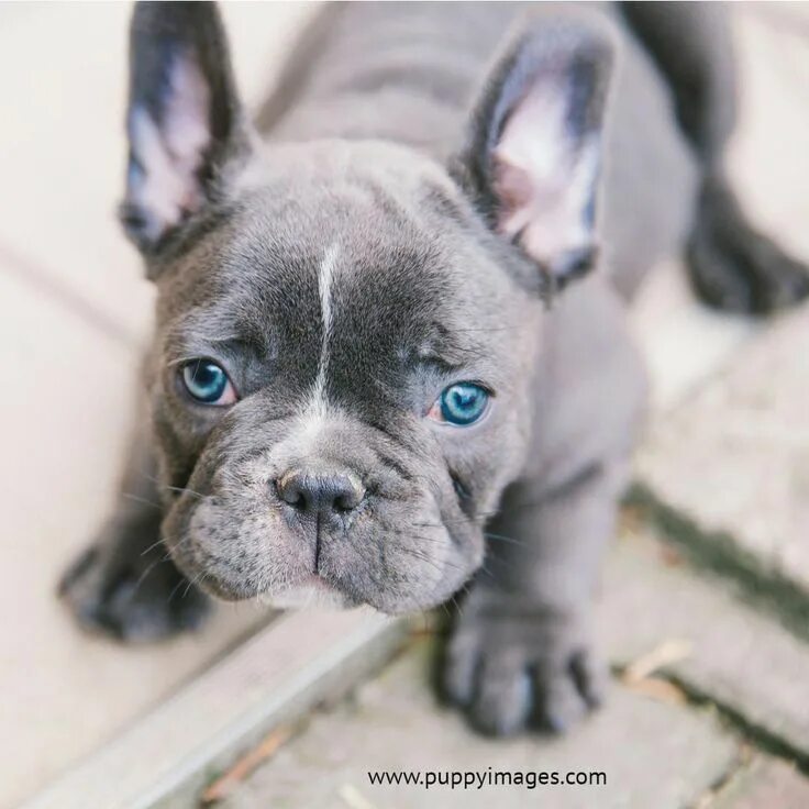 Расцветки французских бульдогов с фото Some of the things we like about the Bulldog Puppy #bulldogstrong #bulldogfrench