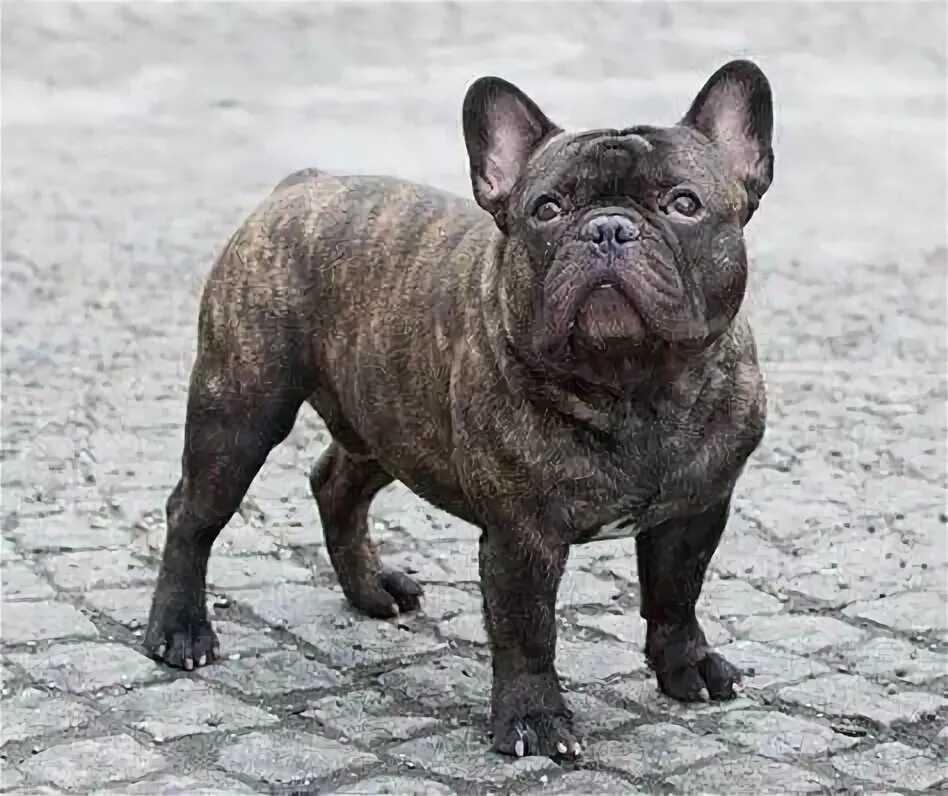 Расцветки французских бульдогов с фото 10 популярных идей на тему "brindle french bulldog" для вдохновения