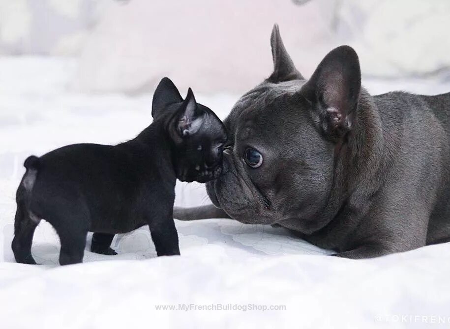 Расцветки французских бульдогов с фото ▼ ▼ ▼ Like This Post? Then Show Some Love And Tag Your Frenchie Loving Friends! 