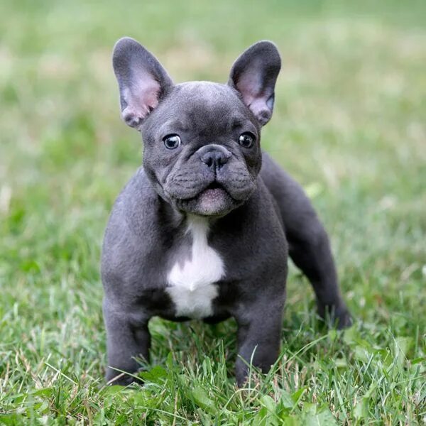 Расцветки французских бульдогов с фото Our breeding in 2020 French bulldog breed, Bulldog breeds, Bulldog