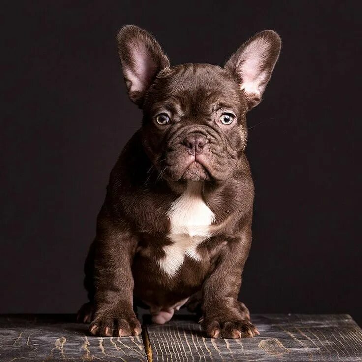 Расцветки французских бульдогов с фото Pin by ♥ French bulldog my life ♥ on french bulldog puppies French bulldog puppi