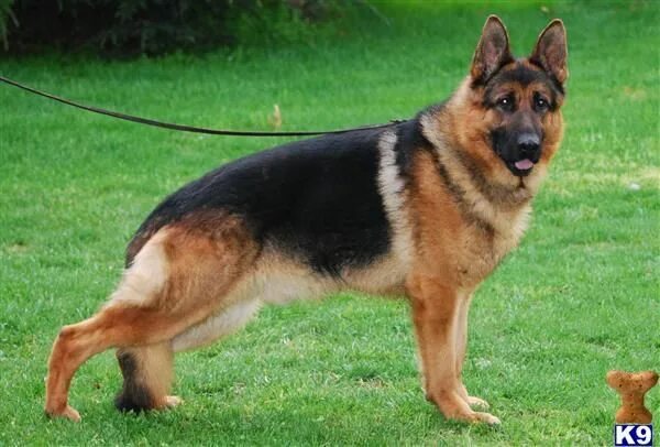 Расцветки овчарок фото German Shepherd Stud Services Find Elite Stud Dogs Nationwide German shepherd, B