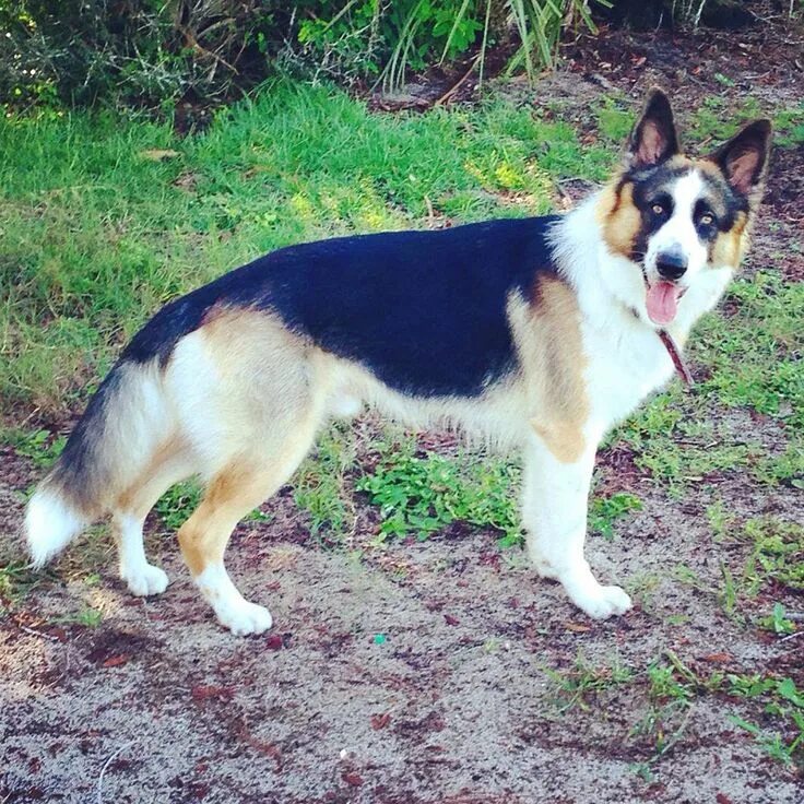 Расцветки овчарок фото Types of German Shepherd Hybrid dogs, Blue german shepherd, German shepherd pupp