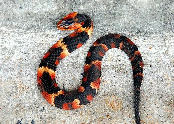 Расцветки змей фото и названия Beautiful non-venomous broadbanded water snake Snake, Pet snake, Cute reptiles