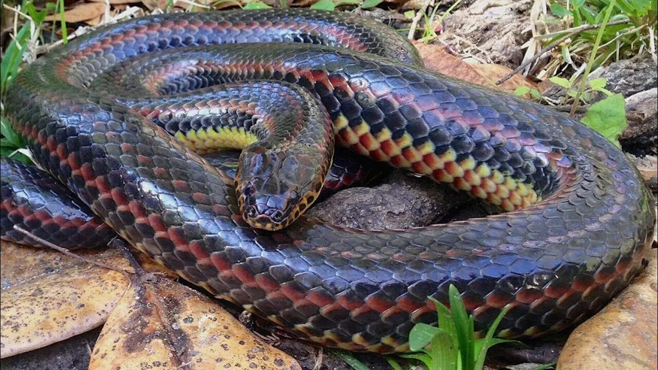 Расцветки змей фото и названия Amazing! First Time in 50 Years Rainbow Snake Spotted - YouTube