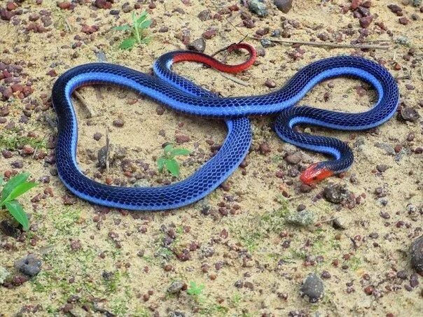 Расцветки змей фото и названия Самые красивые змеи планеты / фото 2024 Beaux serpents, Animaux étranges, Serpen