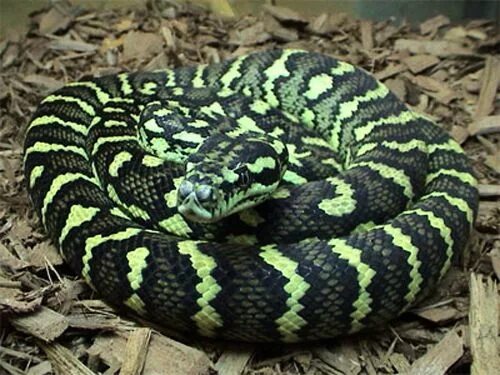 Расцветки змей фото и названия Colored Snake of Jungle Book Snake, Colorful snakes, Snake design