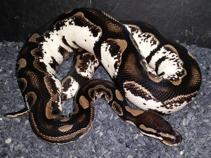 Расцветки змей фото и названия Axanthic Calico - Morph List - World of Ball Pythons Ball python, Ball python mo