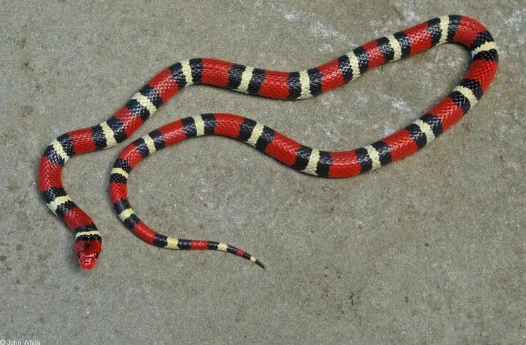 Расцветки змей фото и названия CalPhotos: Lampropeltis triangulum elapsoides; Scarlet King Snake Pet snake, Cut