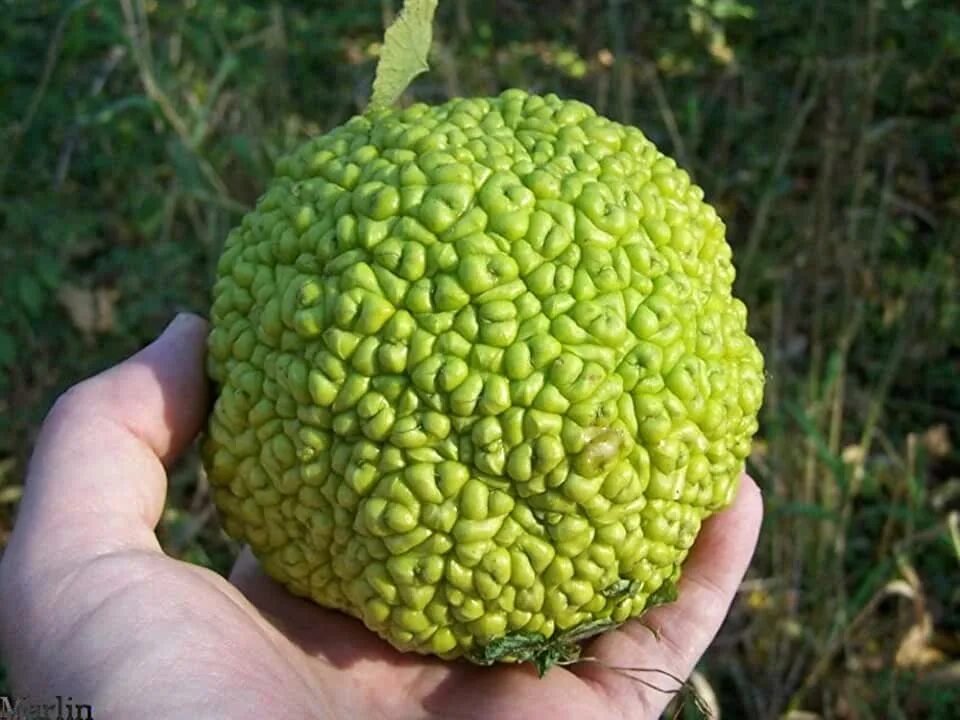 Растение адамово яблоко фото Amazon.com: Osage Orange