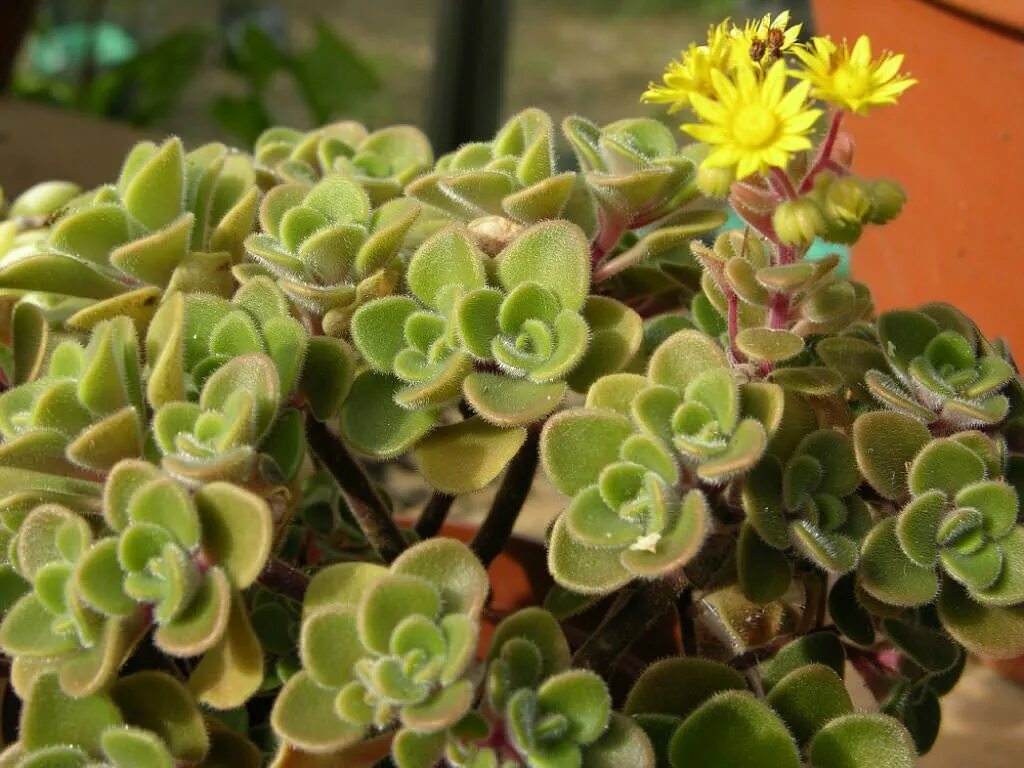 Растение аихризон комнатный фото и описание Aichryson bethencourtianum - World of Succulents Succulents, Perennials, Seeds g