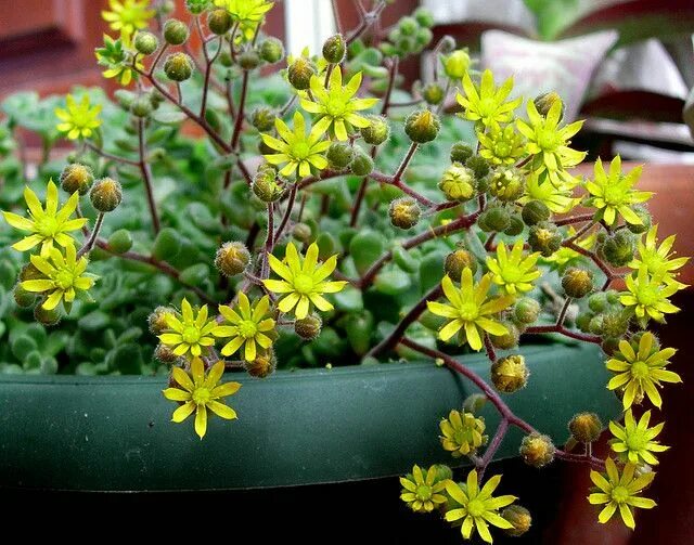 Растение аихризон комнатный фото и описание aichryson tortuosum Plants in jars, Container flowers, Planting succulents