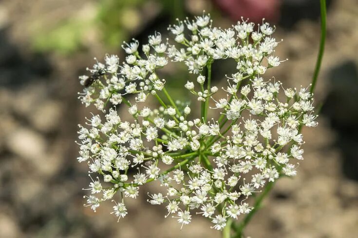 Растение анис как выглядит фото и описание Anis (Pimpinella anisum) je jednogodišnja biljka iz porodice štitarki (Apiaceae)