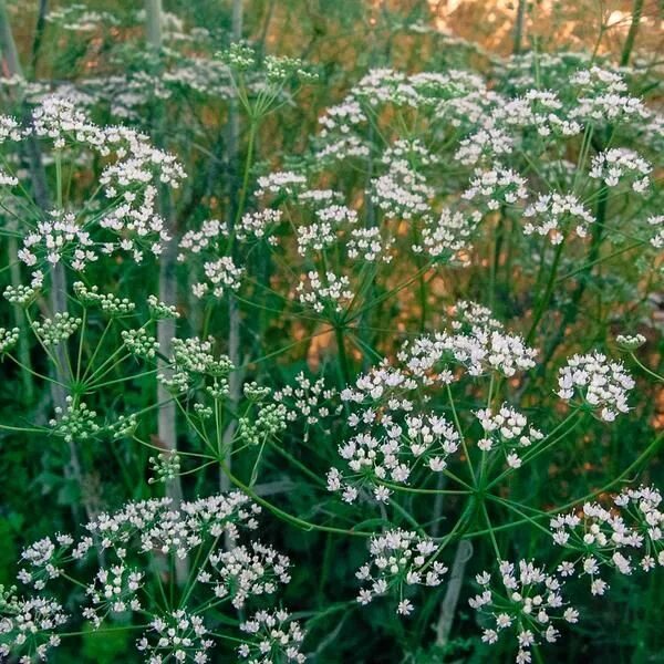 Растение анис как выглядит фото и описание Anise Seeds (Pimpinella anisum) Rose seeds, Climbing rose plants, Perfect plants