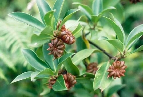 Растение анис как выглядит и где растет 3 Seeds Star Anise Spice Organic Spices Plant Tree Illicium Verum For Planting e