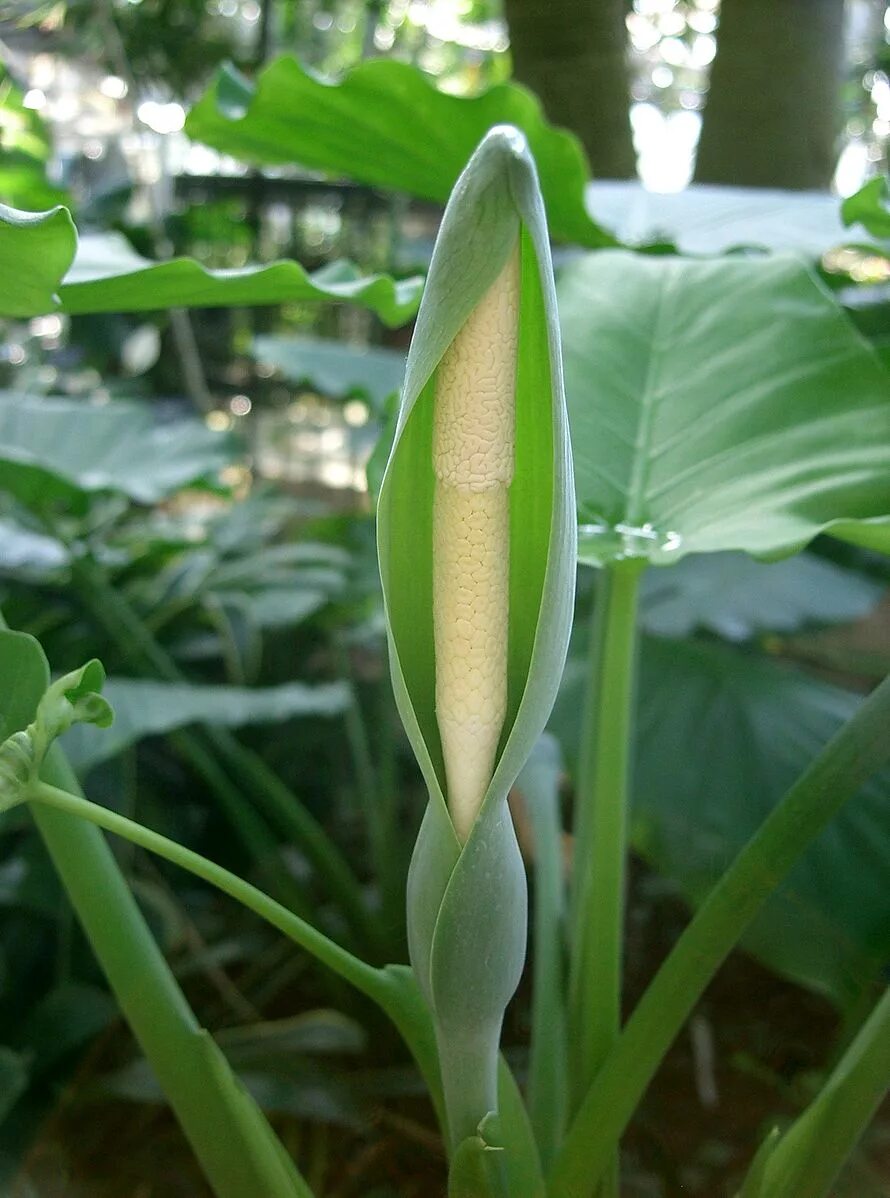 Растение арма как выглядит Файл:Alocasia odora2.jpg - Википедия