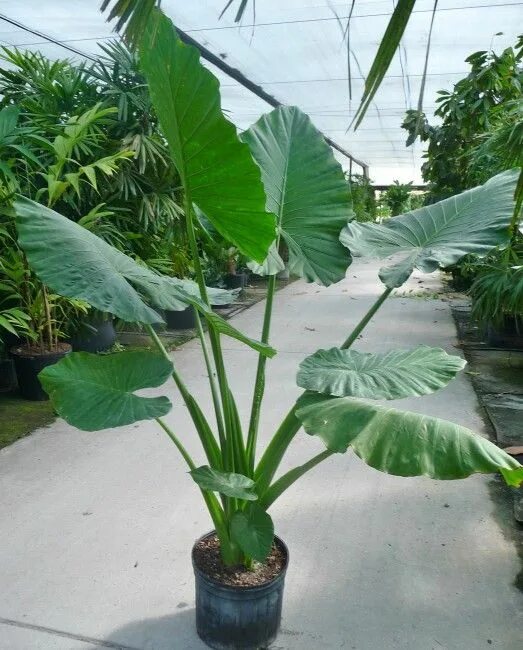 Растение арма как выглядит Alocasia macrorrhiza 'Borneo Giant' Live plants, Plants, Shade plants